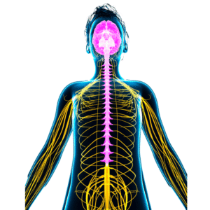 Nervous System Toolkit