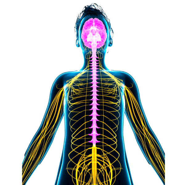 Nervous System Toolkit